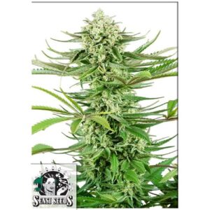 CASHEW KUSH FEM 5 SEMI- SENSI SEEDS