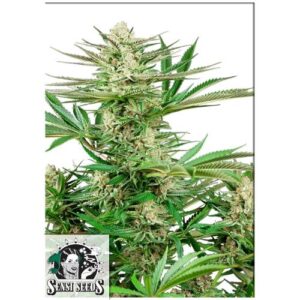 MALIBU OG GOLD FEM- SENSI SEEDS