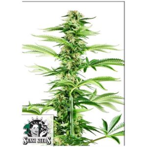 HONEY MELON HAZE FEM 3 SEMI- SENSI SEEDS