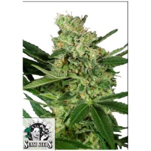 PUMPKIN SPICE FEM 3 SEMI- SENSI SEEDS