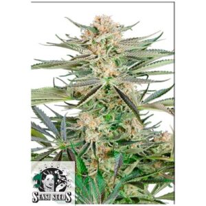 SCREWDRIVER OG FEM 3 SEMI- SENSI SEEDS