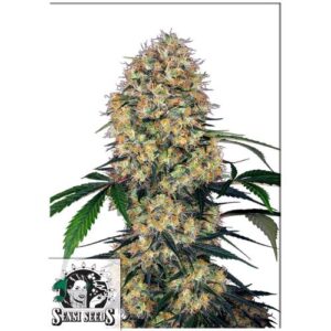 SENSI AMNESIA XXL AUTO- SENSI SEEDS
