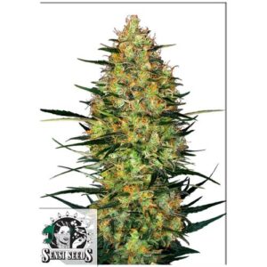 CARAMELLOW KUSH AUTO- SENSI SEEDS