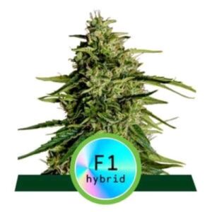 F1 HYBRIDS- MILKY WAY F1 AUTO- ROYAL QUEEN SEEDS