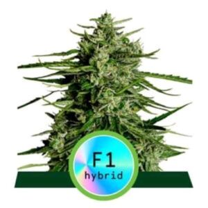 F1 HYBRIDS- TITAN F1 AUTO- ROYAL QUEEN SEEDS