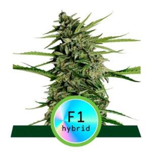 F1 HYBRIDS- ORION F1 AUTO- ROYAL QUEEN SEEDS