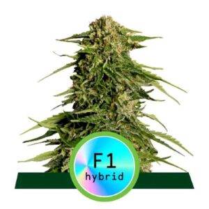 F1 HYBRIDS- EPSILON F1 AUTO- ROYAL QUEEN SEEDS
