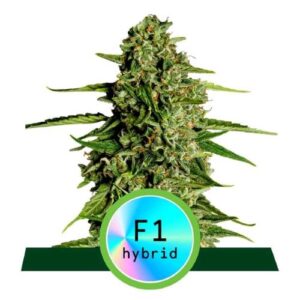 F1 HYBRIDS- MEDUSA F1 AUTO- ROYAL QUEEN SEEDS