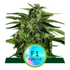 F1 HYBRIDS- APOLLO F1 AUTO- ROYAL QUEEN SEEDS