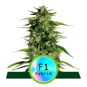 F1 HYBRIDS- HYPERION F1 AUTO- ROYAL QUEEN SEEDS