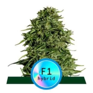 F1 HYBRIDS- COSMOS CBD F1 AUTO- ROYAL QUEEN SEEDS