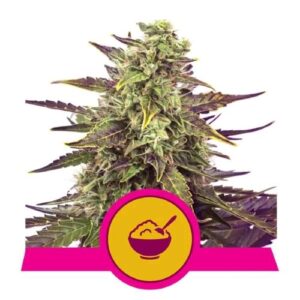 CEREAL MILK FEM- USA PREMIUM- ROYAL QUEEN SEEDS