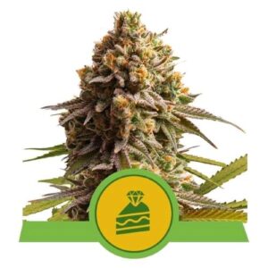CHERRY PIE AUTO- NEW- ROYAL QUEEN SEEDS