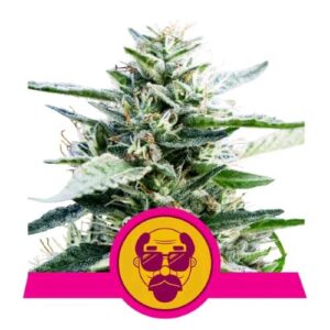 GRANDADDY PURPLE FEM- NEW- ROYAL QUEEN SEEDS