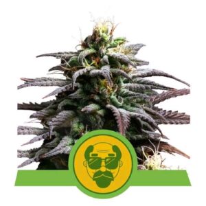 GRANDADDY PURPLE AUTO- NEW- ROYAL QUEEN SEEDS