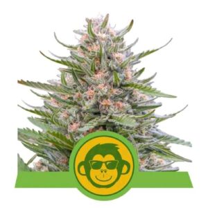 GRAPE APE AUTO- NEW 3 SEMI- ROYAL QUEEN SEEDS