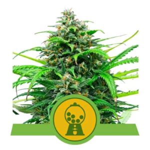PINK RUNTZ AUTO- NEW- 3 SEMI- ROYAL QUEEN SEEDS