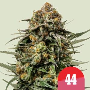 GELATO 44 FEM- NEW- 3 SEMI- ROYAL QUEEN SEEDS X TYSON