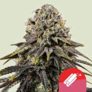 DYNAMITE DIESEL FEM- NEW- ROYAL QUEEN SEEDS X TYSON