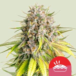 PUNCH PIE FEM- NEW- 10 SEMI- ROYAL QUEEN SEEDS X TYSON