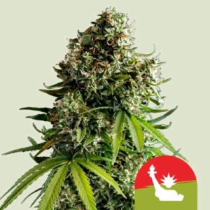 NYC SOUR D AUTO- NEW- ROYAL QUEEN SEEDS X TYSON