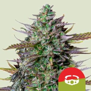 GOAT'LATO AUTO- NEW- 5 SEMI- ROYAL QUEEN SEEDS X TYSON