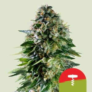CORKSCREW AUTO- NEW- ROYAL QUEEN SEEDS