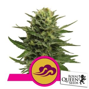 BLUE MYSTIC FEM- ROYAL QUEEN SEEDS