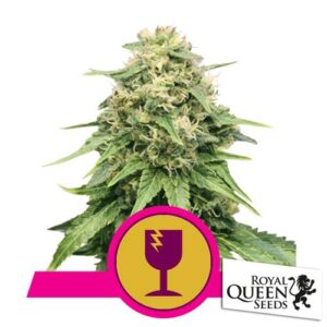 BUBBLE KUSH AUTO- ROYAL QUEEN SEEDS