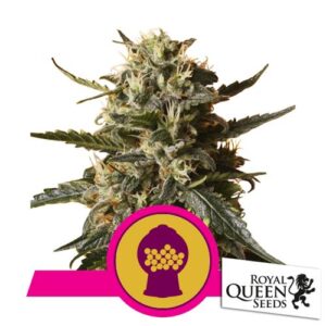 BUBBLEGUM XL FEM 5 SEMI- ROYAL QUEEN SEEDS