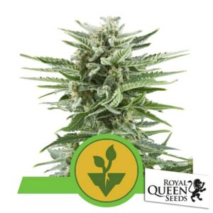 EASY BUD AUTO- ROYAL QUEEN SEEDS
