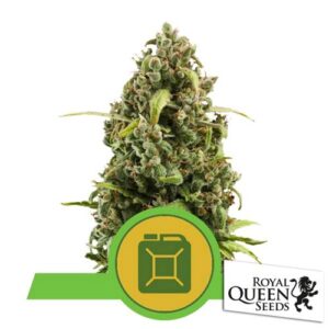 DIESEL AUTO- ROYAL QUEEN SEEDS