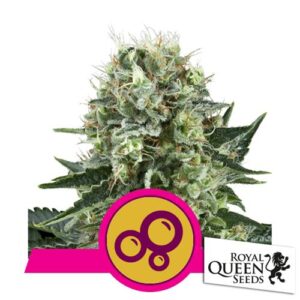 BUBBLE KUSH FEM- ROYAL QUEEN SEEDS