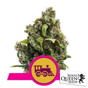 CANDY KUSH EXPRESS FEM FAST- ROYAL QUEEN SEEDS