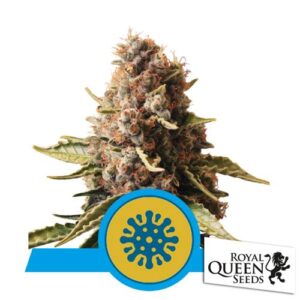 EUPHORIA FEM CBD- ROYAL QUEEN SEEDS