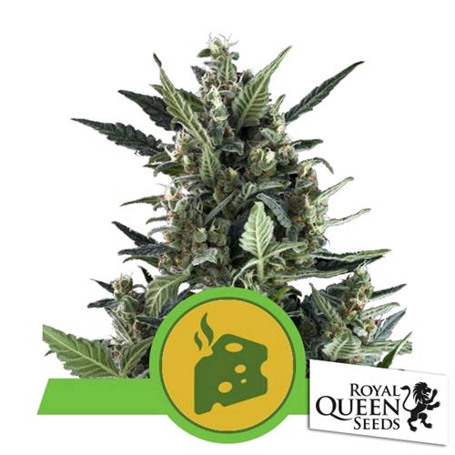 BLUE CHEESE AUTO- ROYAL QUEEN SEEDS