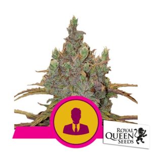 EL PATRON FEM- ROYAL QUEEN SEEDS