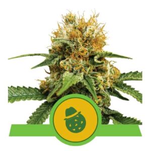 DO- SI- DOS AUTO- ROYAL QUEEN SEEDS