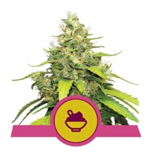 BLUE GELATO FEM- USA PREMIUM- ROYAL QUEEN SEEDS